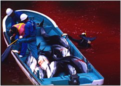 Click on image to see full-sized version Dolphin Massacre