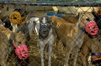 Sadness of gentle, loving dogs being treated as disposeable objects by the IGB
