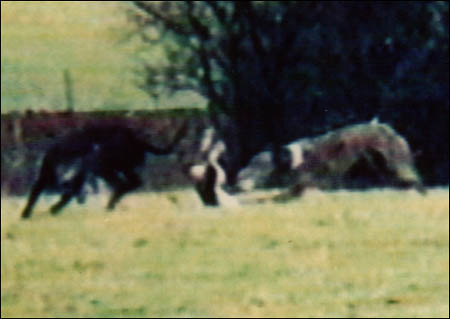 Click on image to see full-sized version What the nice coursing folk enjoy watching when they're not savaging each other