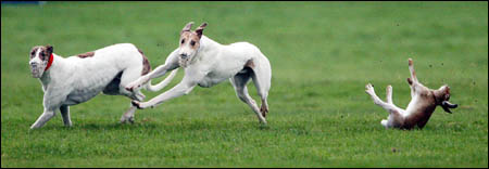 Another hare come to grief at an Irish coursing event...
