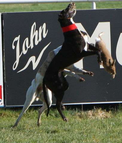 Dogs neglected or exported to Spain and hares used as live bait
