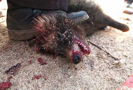 Click on image to see full-sized version Fur Industry at work