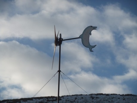 Click on image to see full-sized version New tail close-up