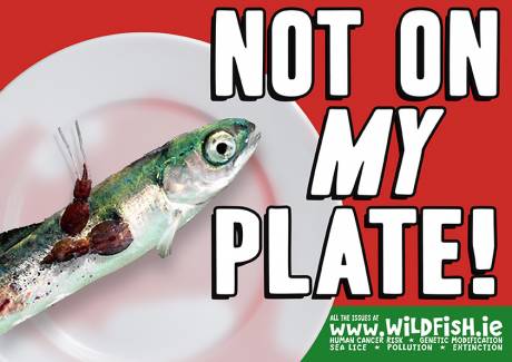 Click on image to see full-sized version fishplatesmall.jpg