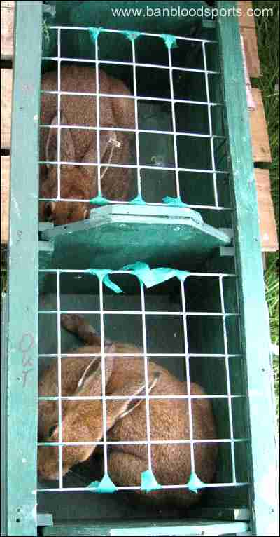 Click on image to see full-sized version Hares in captivity awaiting coursing