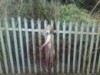 Hunting hound hanged.