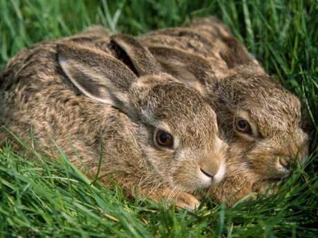The animal we aim to have protected from "sport" cruelty...