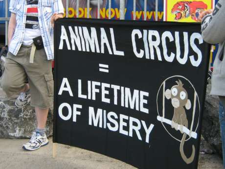 Click on image to see full-sized version duffys_circusdogs_011.jpg