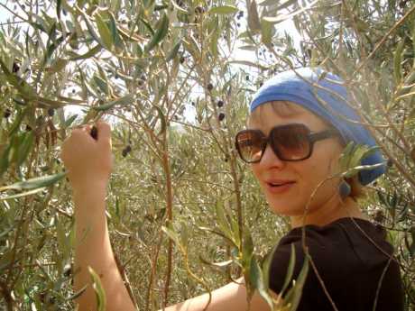 Click on image to see full-sized version Picking olives
