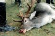stag_dead.jpg