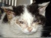 Sick feral kitten