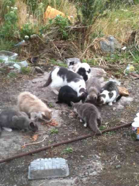 Click on image to see full-sized version Colony of homeless cats