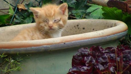 Click on image to see full-sized version Kitten living in a flowerpot