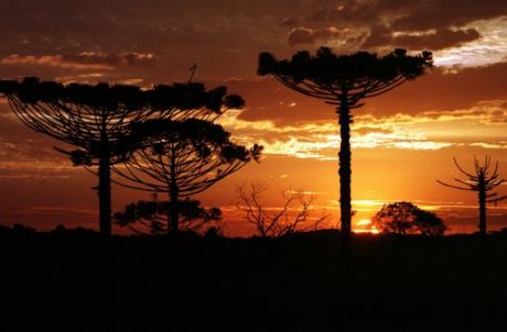 Click on image to see full-sized version Southern Brazil