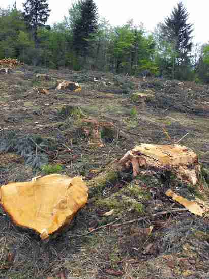 Chevy Chase Tree Felling