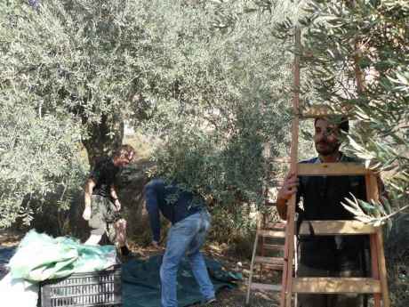 olive_picking2008.jpg
