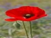 poppy.jpg
