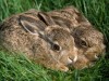 Hares in their natural habitat...Michael D tried to have them protected by law
