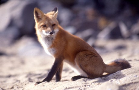 The animal hounded to death for fun by hunts approved by Ireland's Fine Gael led government
