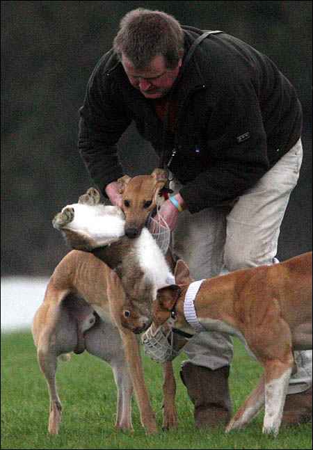 Hare coursing: A "sport" lauded by some FF and FG TDs and independent deputy Mattie McGrath