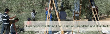 olive_harvest.jpg