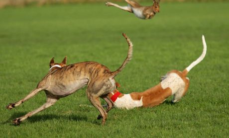 Click on image to see full-sized version Hare coursing